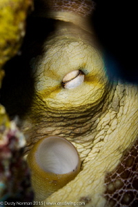 "Eye See You"
An Octopus takes cover within the reef. by Dusty Norman 